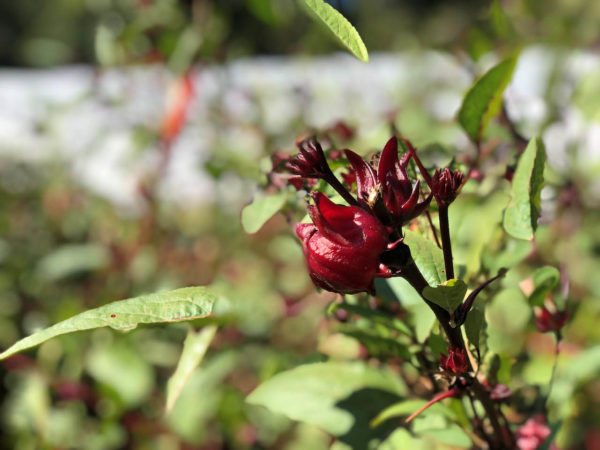 Sorrel calyces or flowers are commonly used in teas juices beer and wine and is known for its tart flavor.