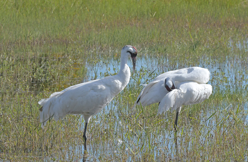 Whooping Crane population bouncing back after near extinction ...