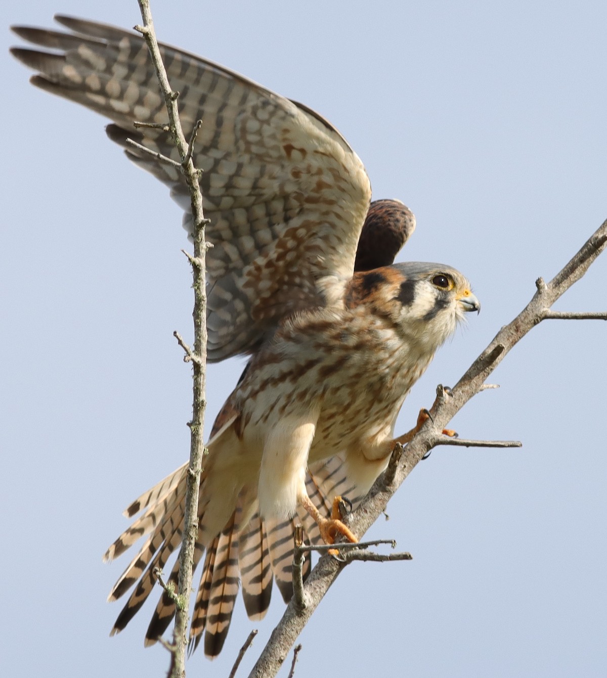 American Kestrel Preparing To Take Flight At Hogeye Pathway - Villages ...