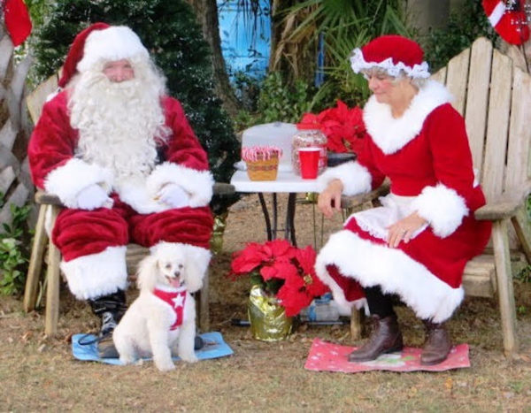 Mr and mrs clearance claus dog costumes