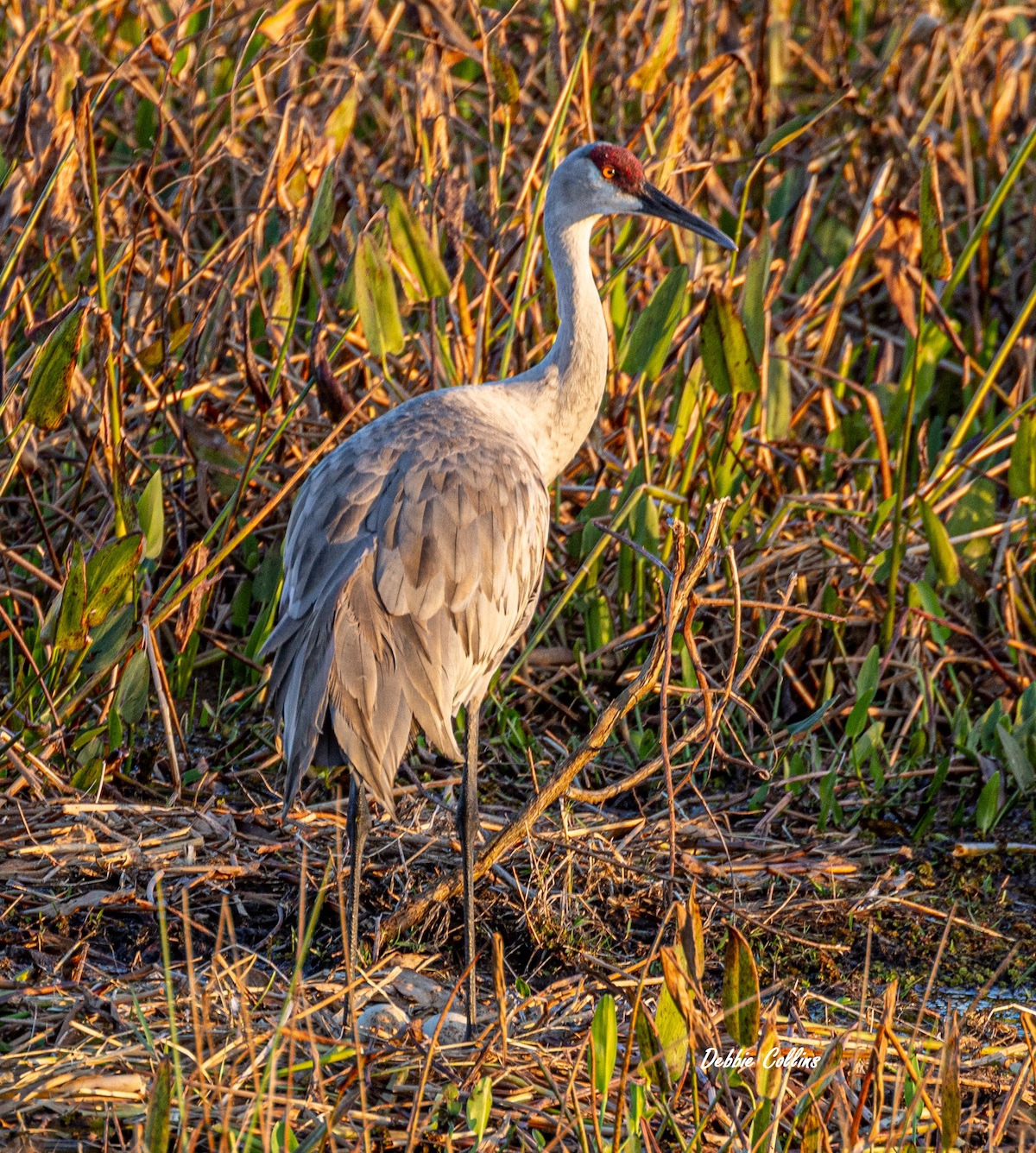 Sandhill Crane Standing Over Her Two Eggs At Sharon Rose Wiechens ...