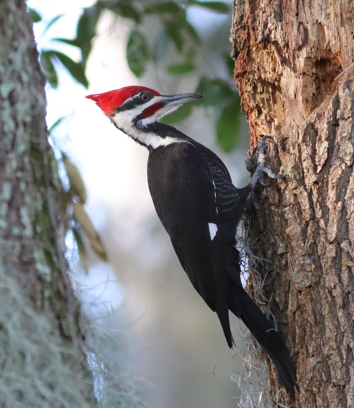 Very Colorful Male Pileated Woodpecker At Hogeye Pathway