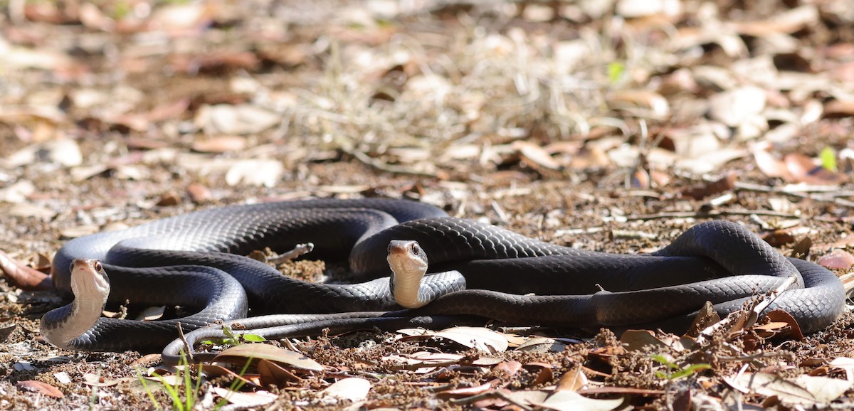 Snakes in your hair! (duw)