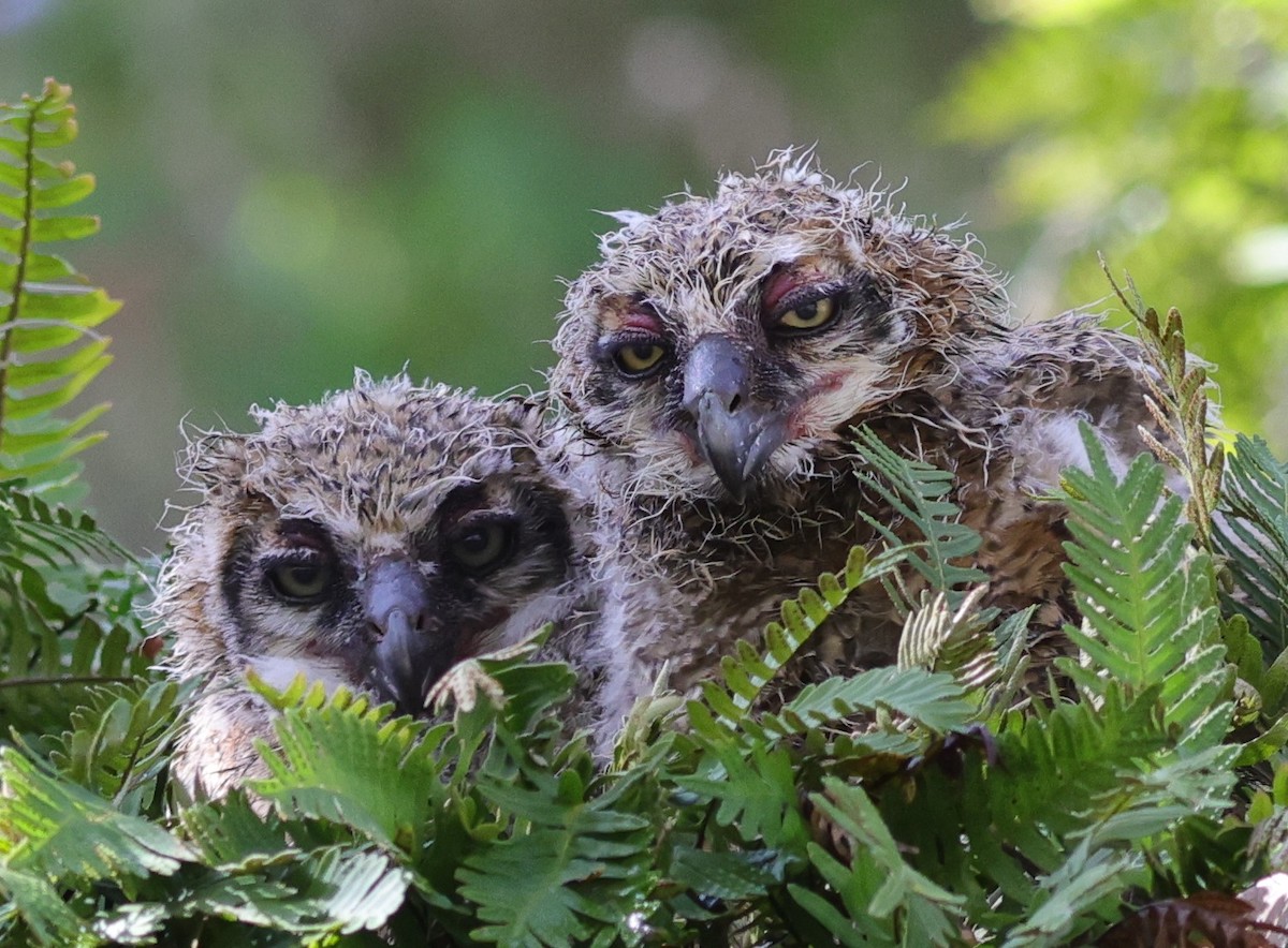 Great Horned Owlets After Rain In The Villages