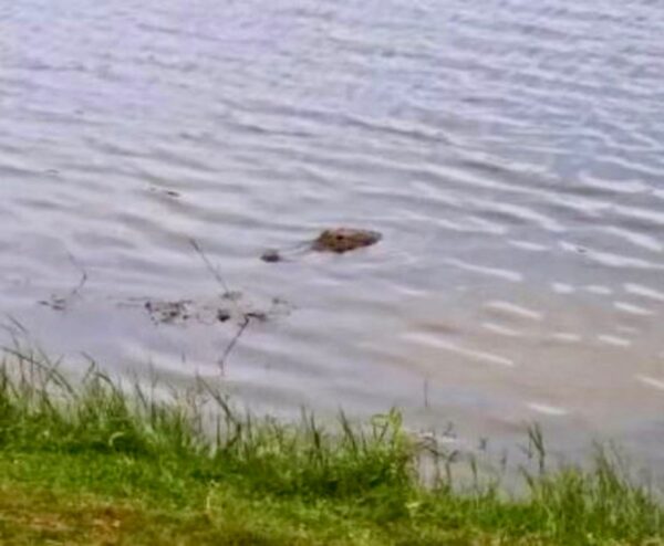 A resident captured this fresh photo of the alligator in the pond in the Village of Bonita