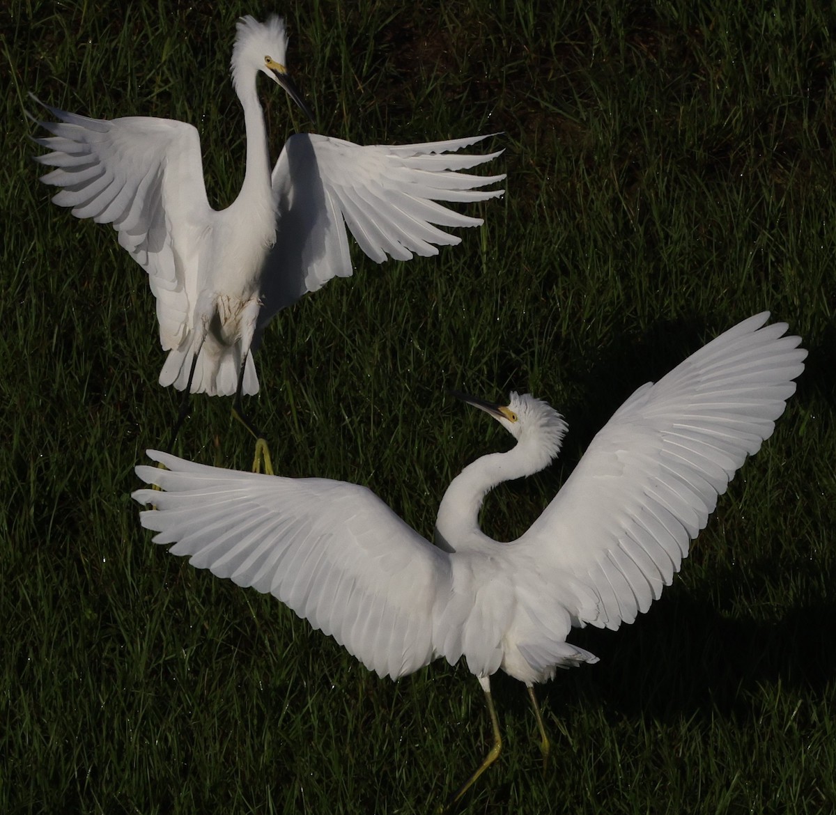 Beautiful Snowy Egrets Perform Mating Dance In The Villages