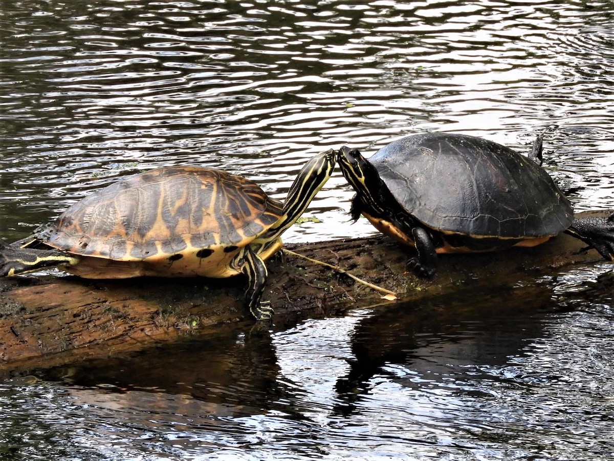 Turtle Love On Fenny Nature Trail - Villages-News.com