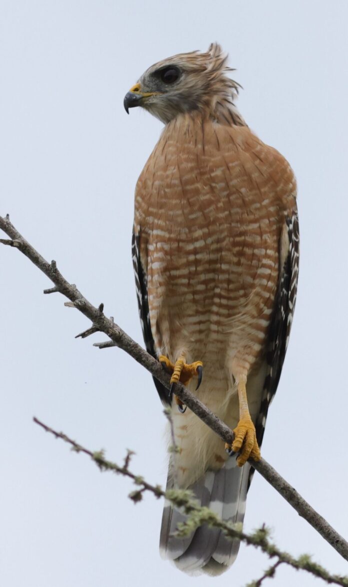 Red-Shouldered Hawk In The Wind At Hogeye Pathway In The Villages ...