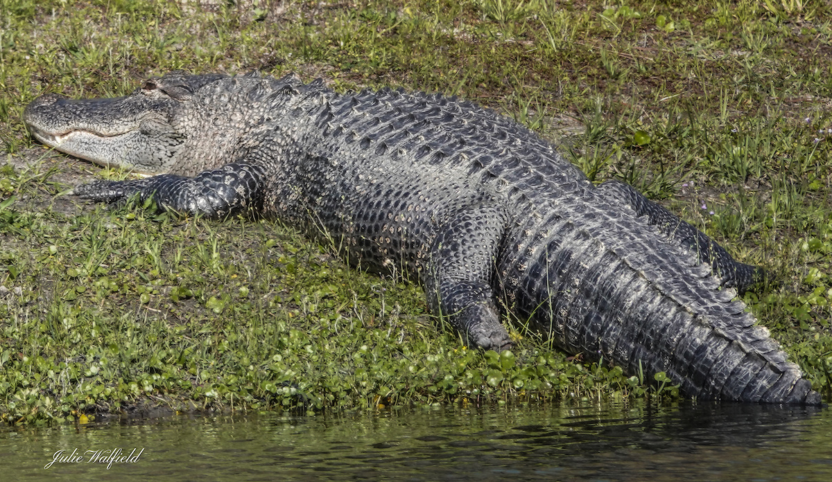 Alligator Taking An Afternoon Nap In The Villages