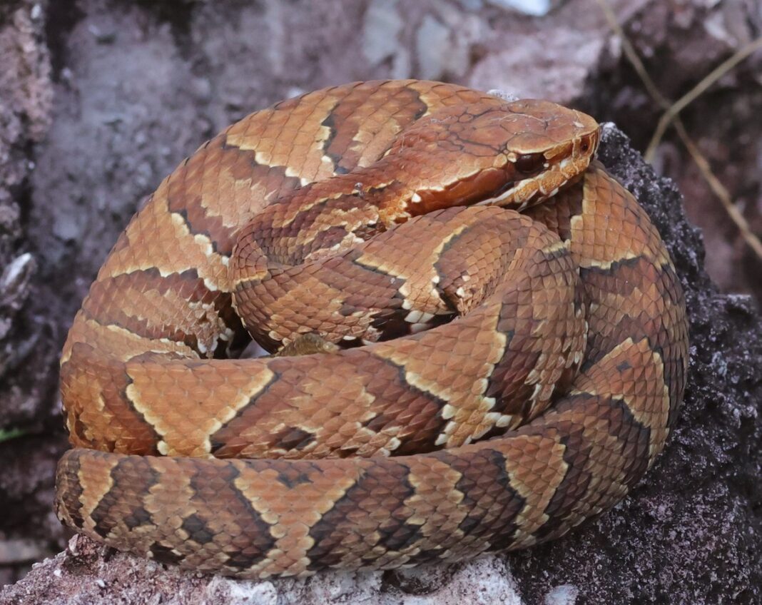 Cottonmouth Water Moccasin On Rock At Fenney Nature Trail Villages