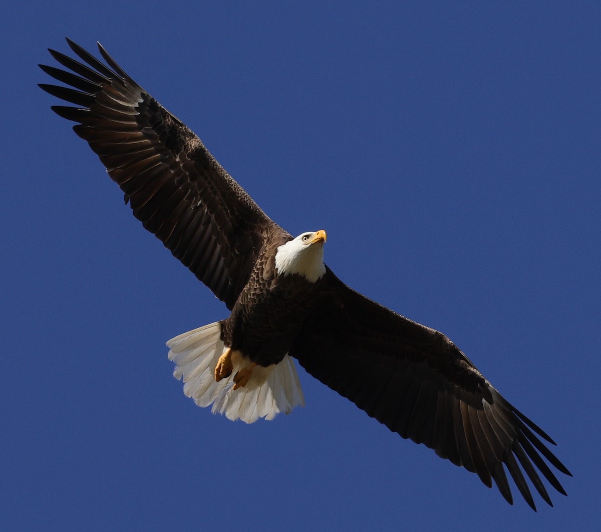 Bald Eagle In Clear Skies Above Briarwood Executive Golf Course ...