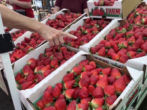 Strawberries were the main attraction