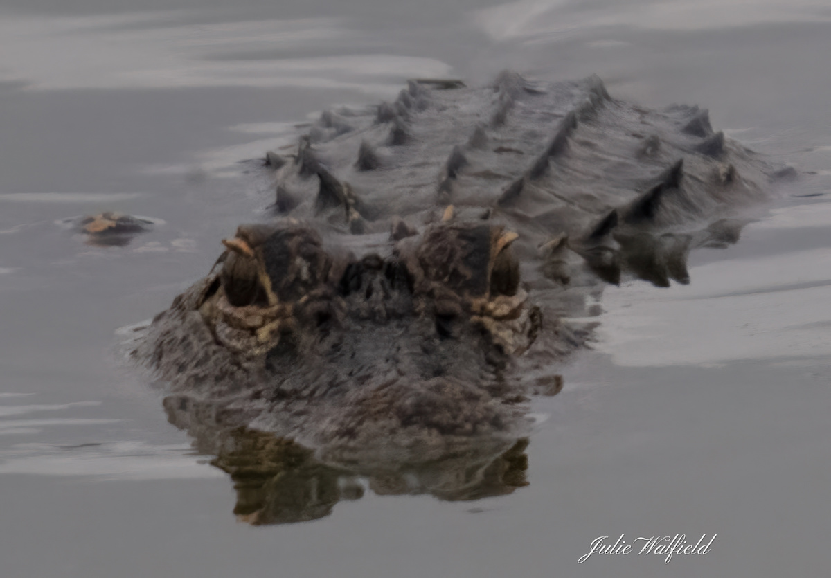 Alligator Stare Down In The Villages - Villages-News.com