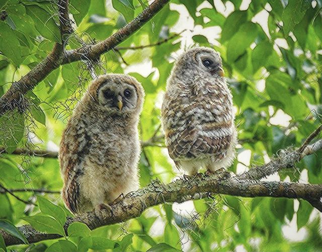 Barred Owl Siblings At Fenney Nature Trail - Villages-News.com