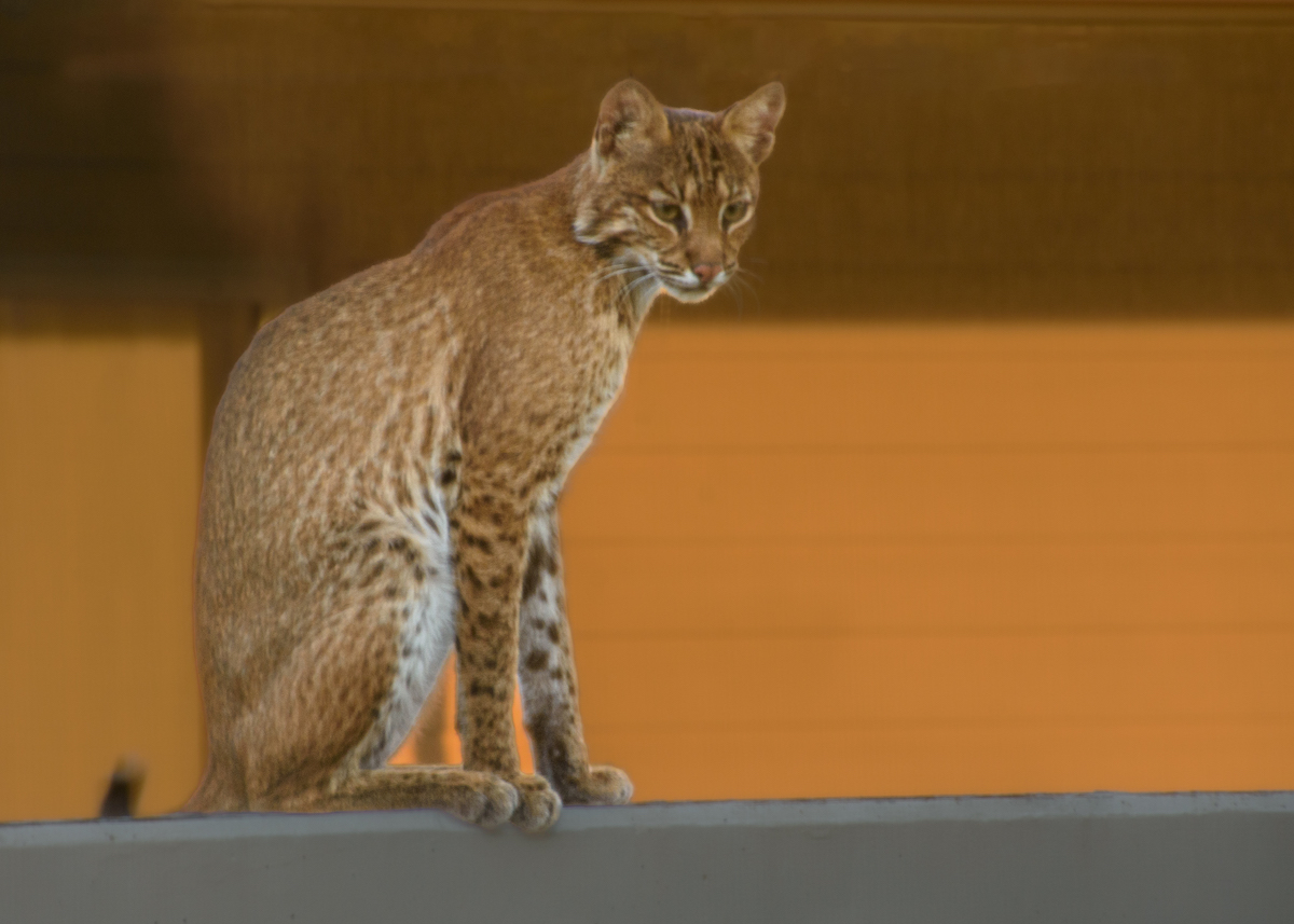 Bobcat visiting Courtyard Villas in The Villages