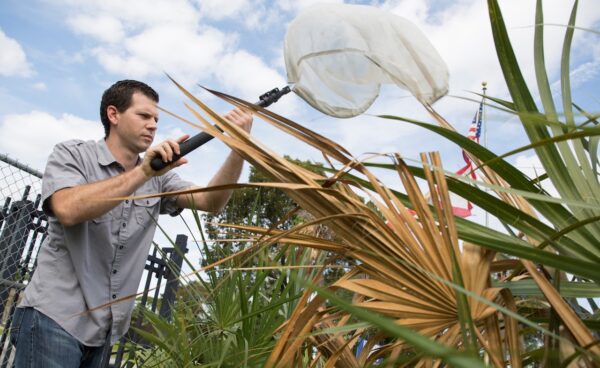 Brian Bahder collects samples of Haplaxius crudus