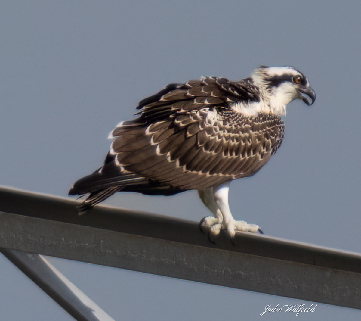 Osprey at Sharon Rose Wiechens Preserve - Villages-News.com