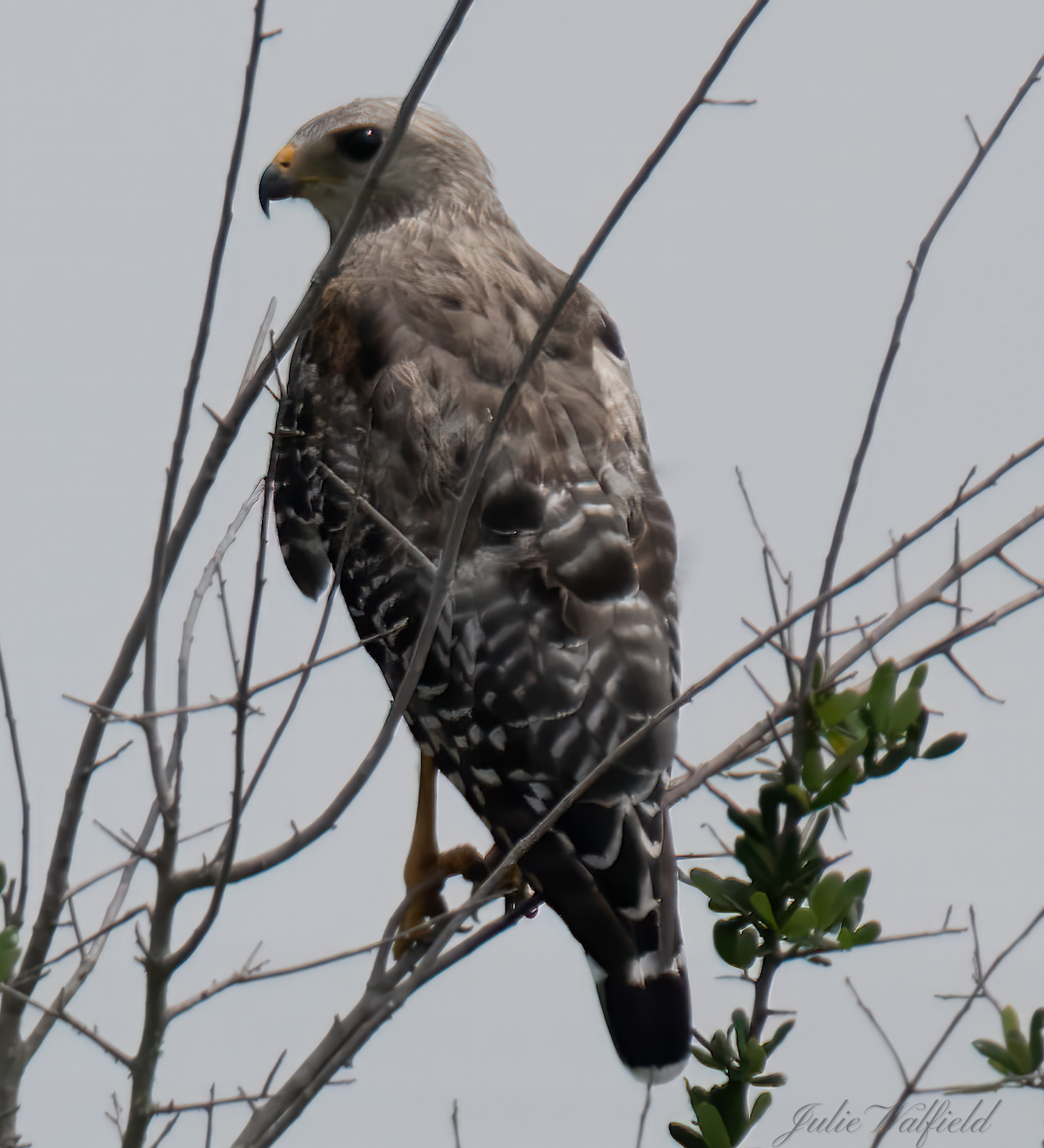 Red-shouldered hawk in the Village of Newell - Villages-News.com