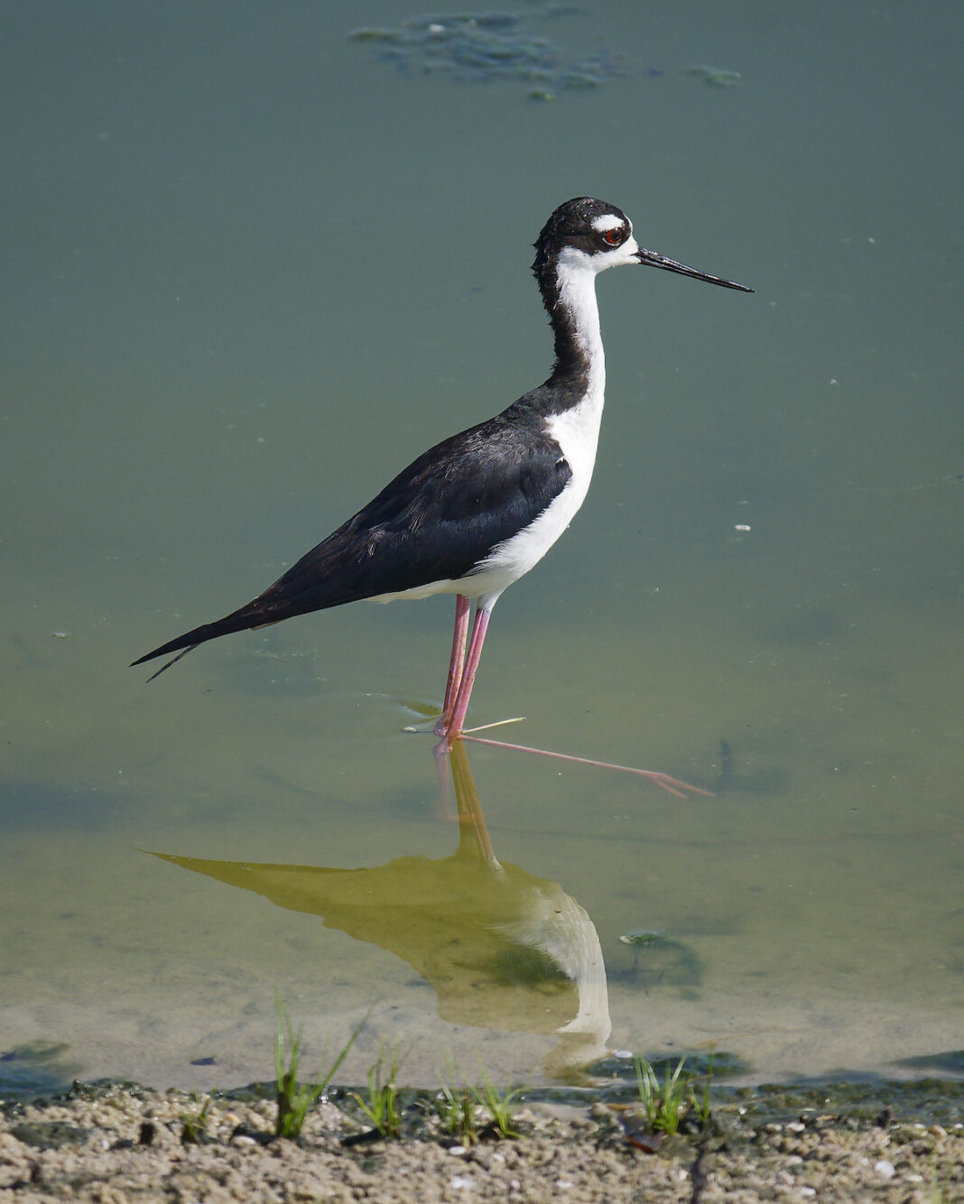 Black-necked stilt cooling off in the Village of Hawkins - Villages ...