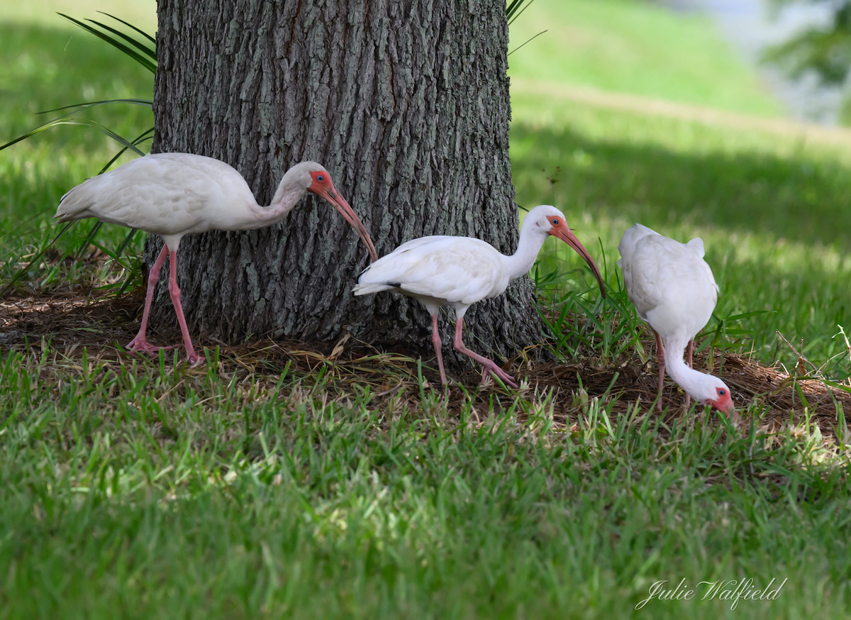 white-ibises-hunting-for-insects-along-hogeye-pathway-villages-news