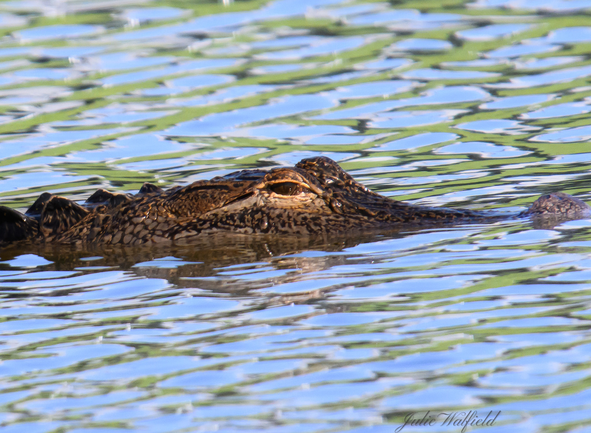 Alligator floating on a hot summer day in The Villages