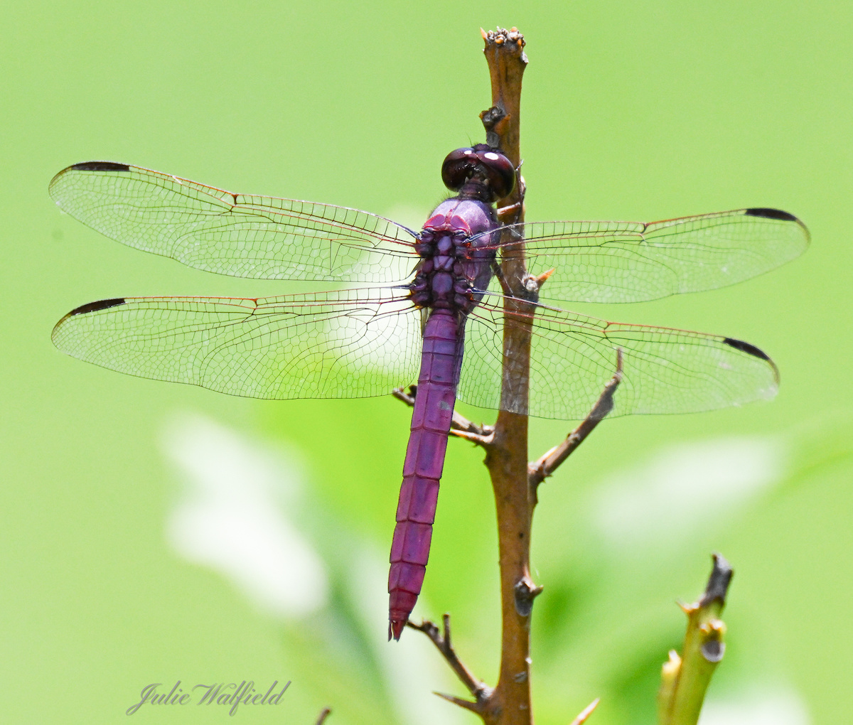 Roseate skimmer dragonfly at Franklin Recreation Center