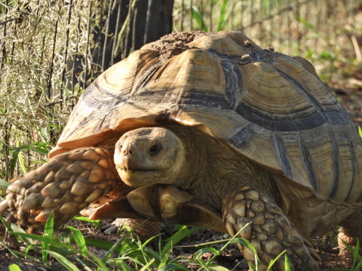 Tortoise walking along fence at Sharon Rose Wiechens Preserve ...