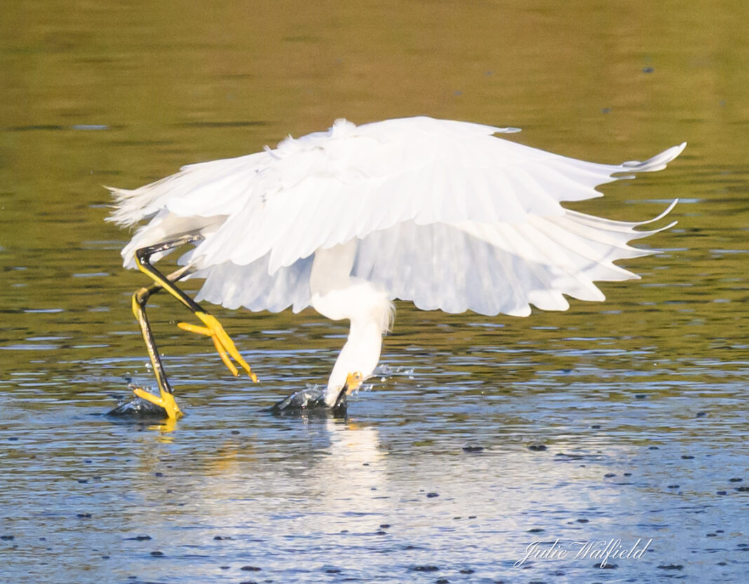 Snowy egret catches fish at the Hogeye Pathway - Villages-News.com