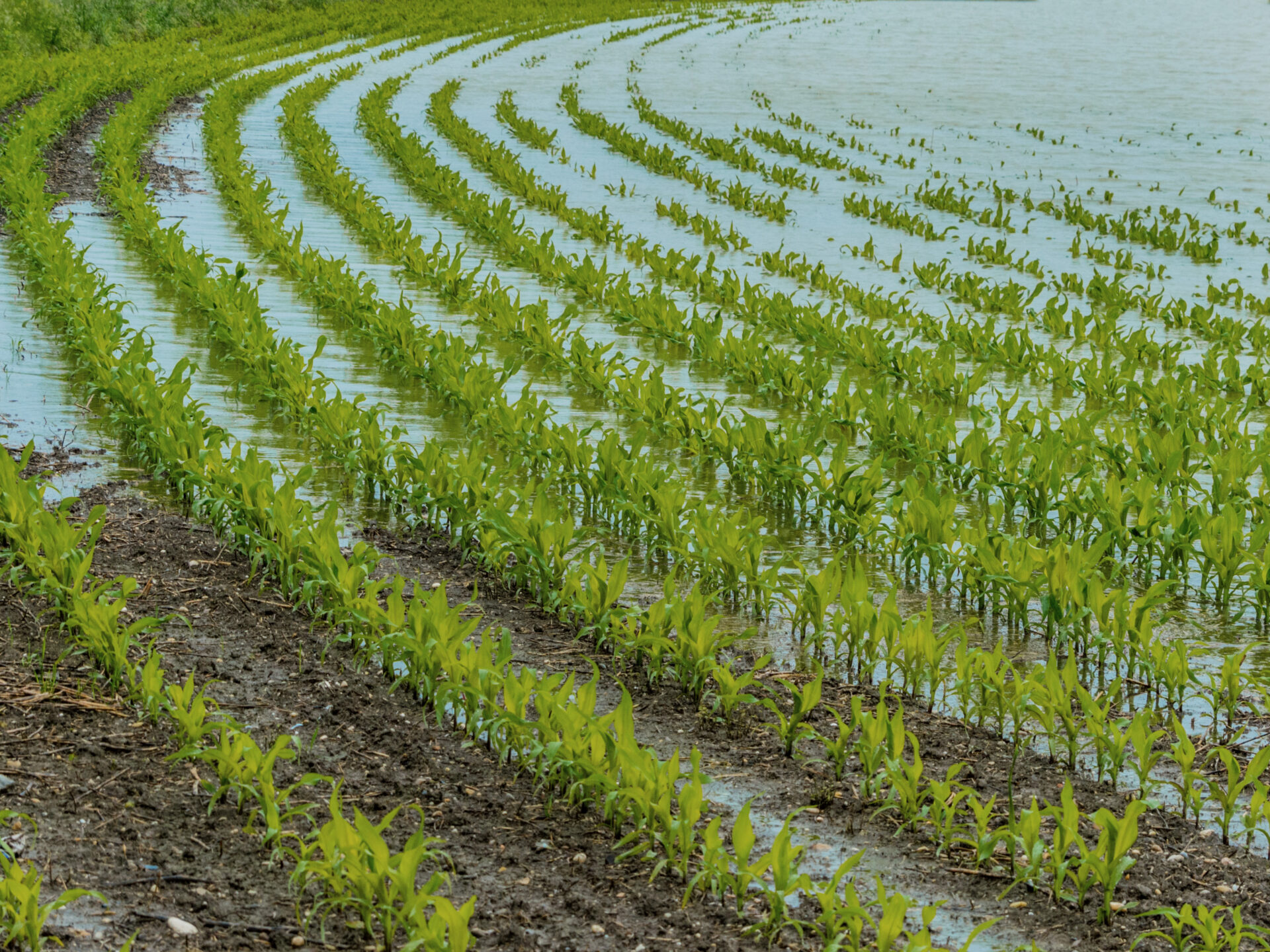 Idalia dealt serious blow to agriculture in Florida’s Big Bend region ...