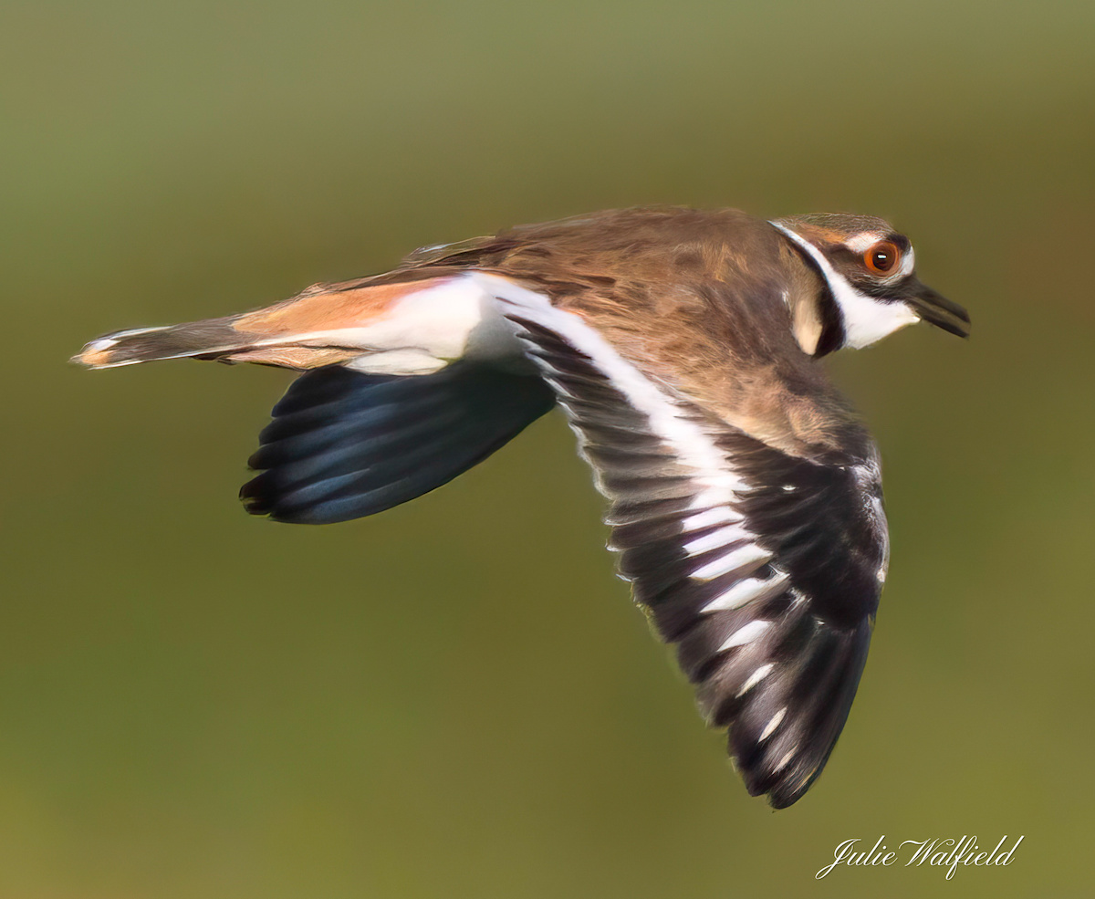 Killdeer flying around the Village of Newell - Villages-News.com