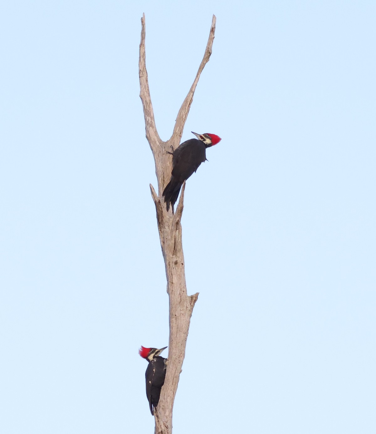 Male and female woodpeckers enjoying morning at the Village of Hammock at Fenney