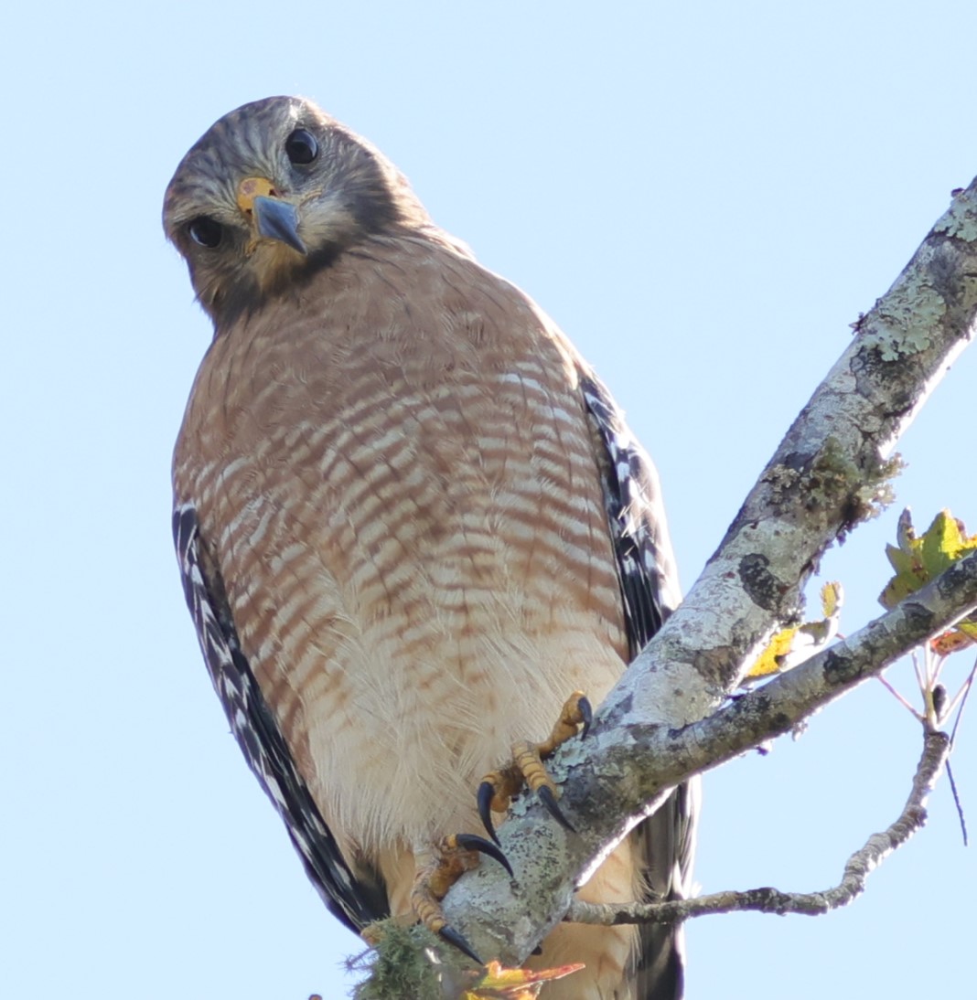 Red-shouldered hawk getting attention behind the Village of Bradford -  Villages-News.com