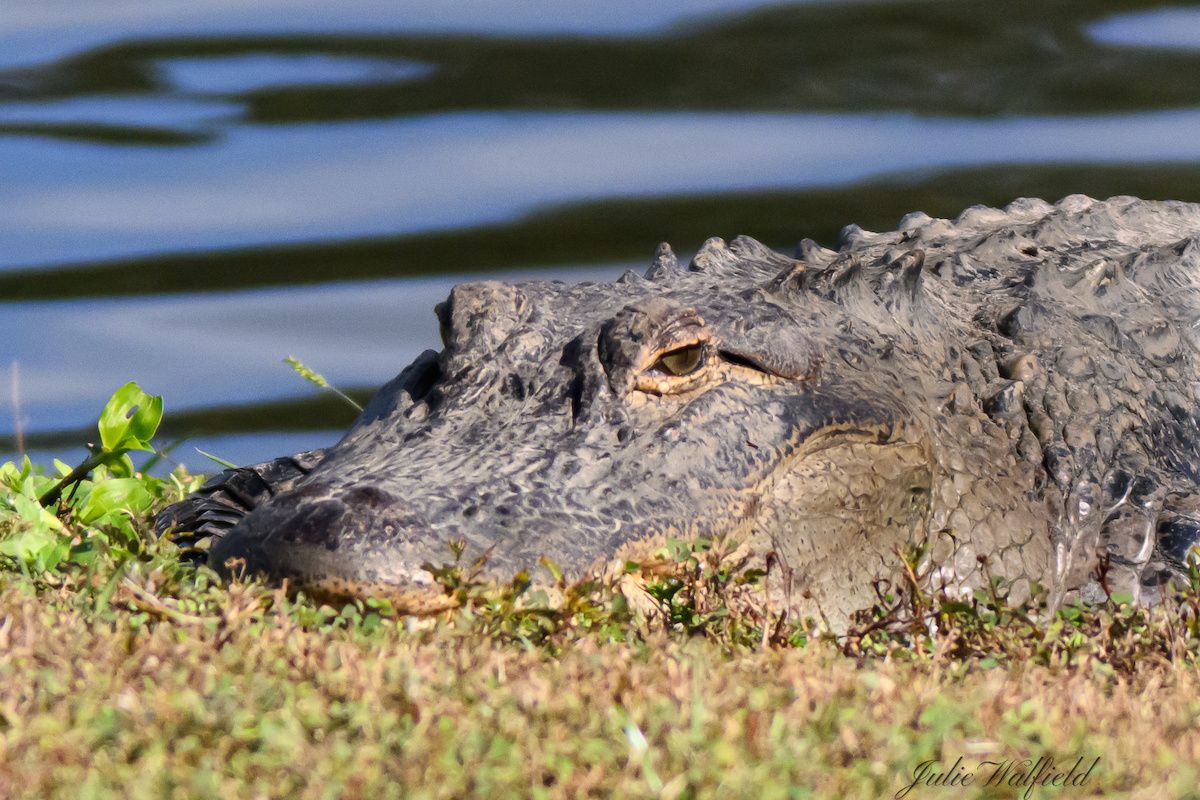 Alligator taking a snooze in The Villages - Villages-News.com