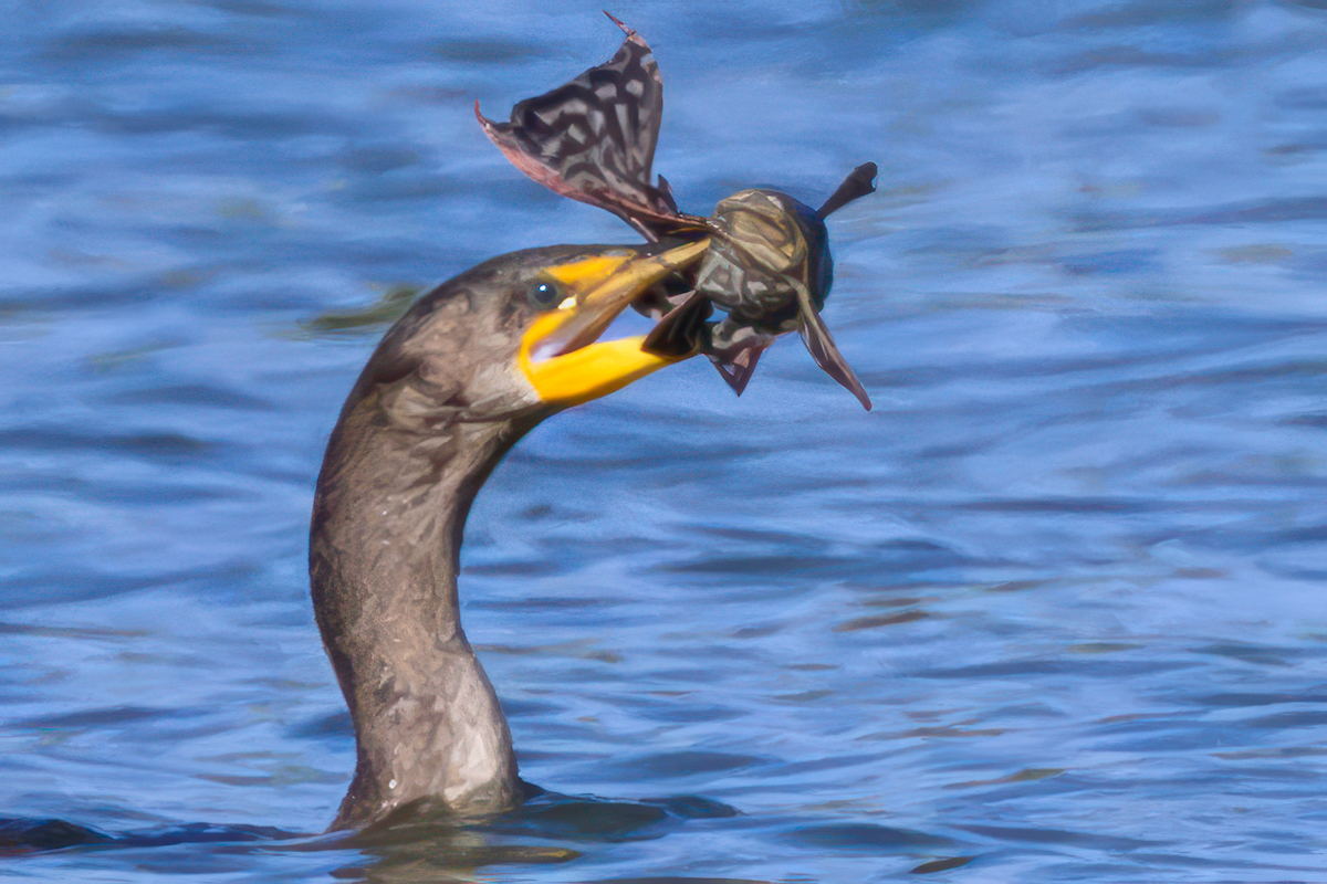 Double-crested cormorant snags catfish at Hogeye Pathway