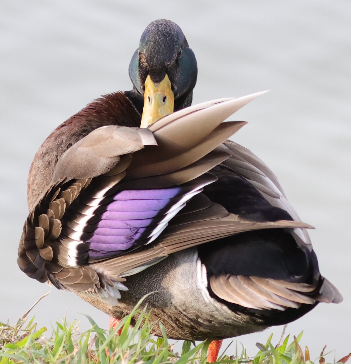 Mallard duck posing at Freedom Pointe in The Villages