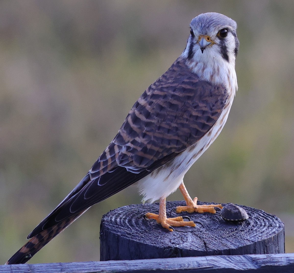 American kestrel catches turtle at Hogeye Pathway