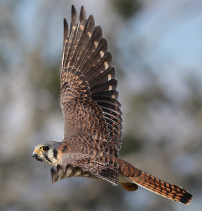 American kestrel snatching caterpillar at Hogeye Pathway - Villages ...