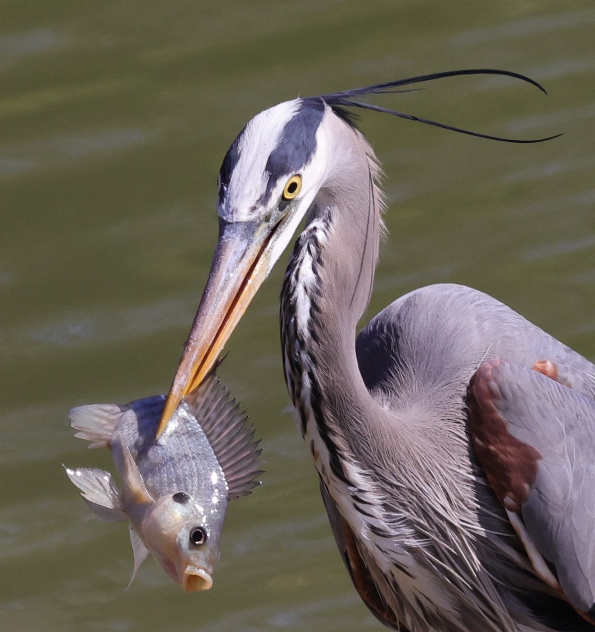 Great blue heron proudly displays catch of the day at Everglades Recreation Complex