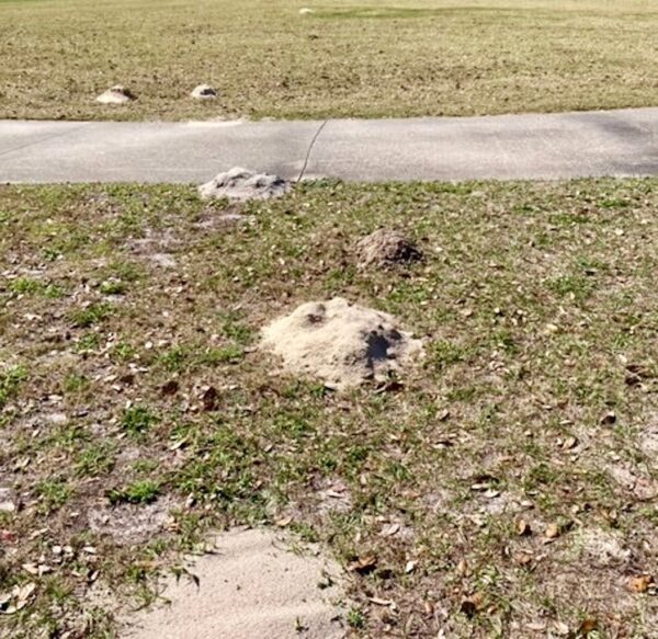 Michael Scotto provided this photo of the pocket gopher attack at Amberwood Executive Golf Course