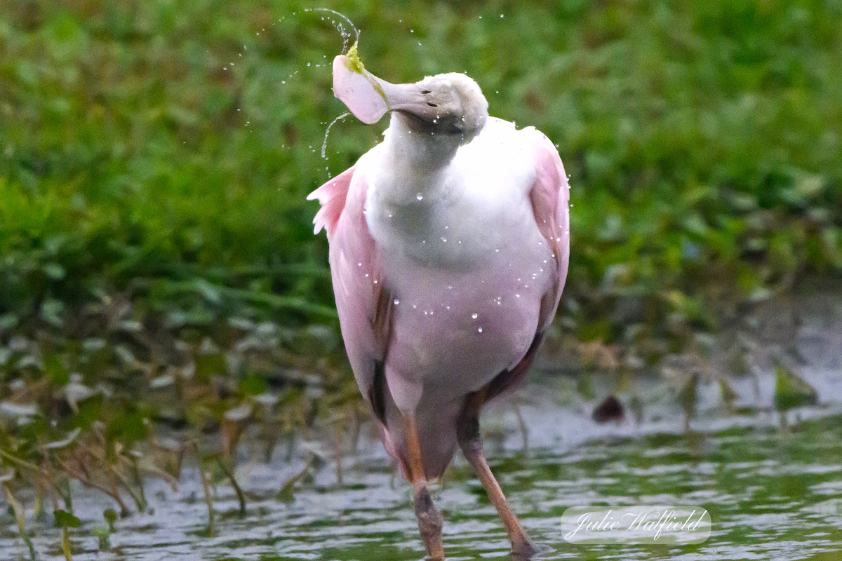 Roseate spoonbill enjoying Hogeye Pathway - Villages-News.com