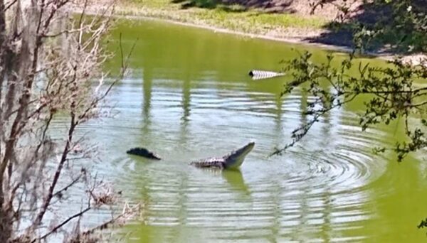 An alligator created sound waves while giving a mating call in a pond behind Cody's