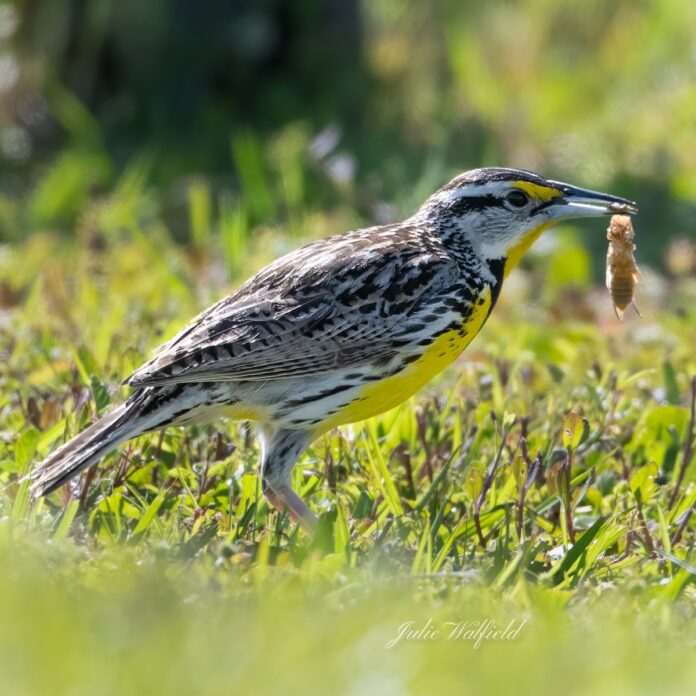 Eastern meadowlark hunting at Hogeye Pathway in The Villages - Villages ...