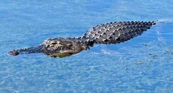 It's always to see an alligator swim by when enjoying a stroll on the boardwalk
