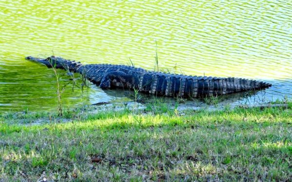 Swampy the alligator enjoys lazy day in pond at the back of postal station