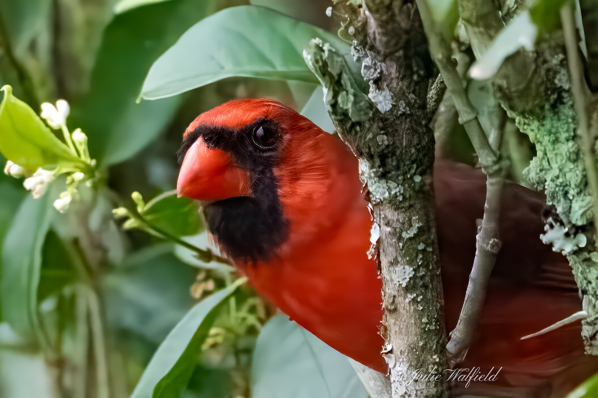 Northern red cardinal checking his surroundings in the Village of Cason  Hammock - Villages-News.com