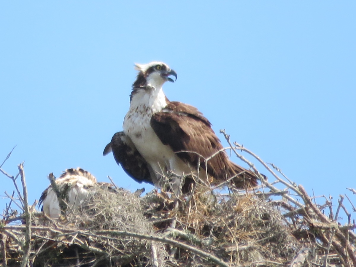 Osprey nest in the Village of Pine Ridge