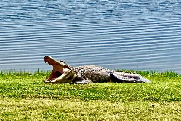 Paula Czupek shared this photo of an alligator by a pond. Is he yawning or showing off his teeth?