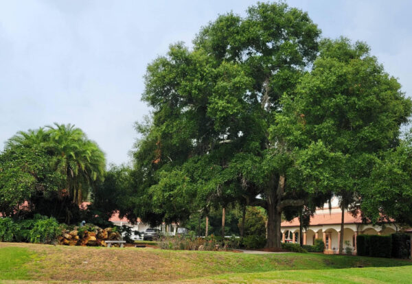 Permission is being sought for the removal of this tree, at right, to make room for the new Paradise Recreation Center