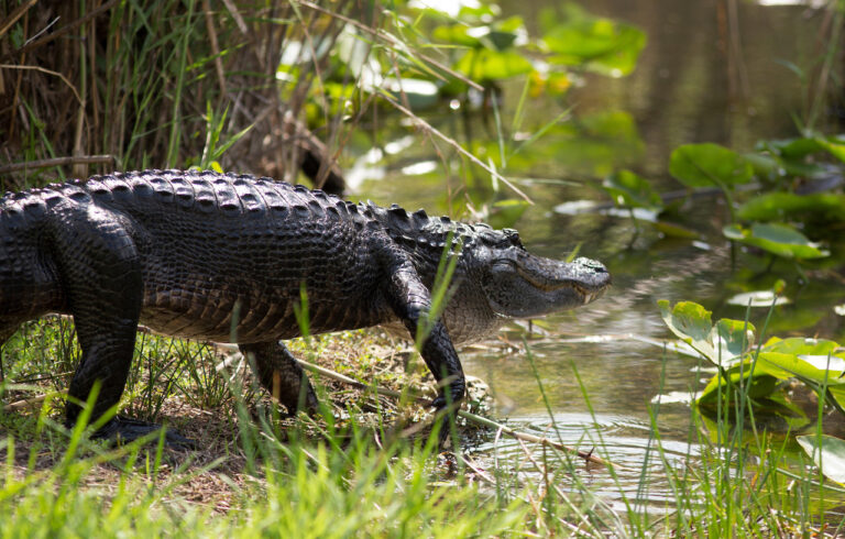 An alligator at Everglades National Park