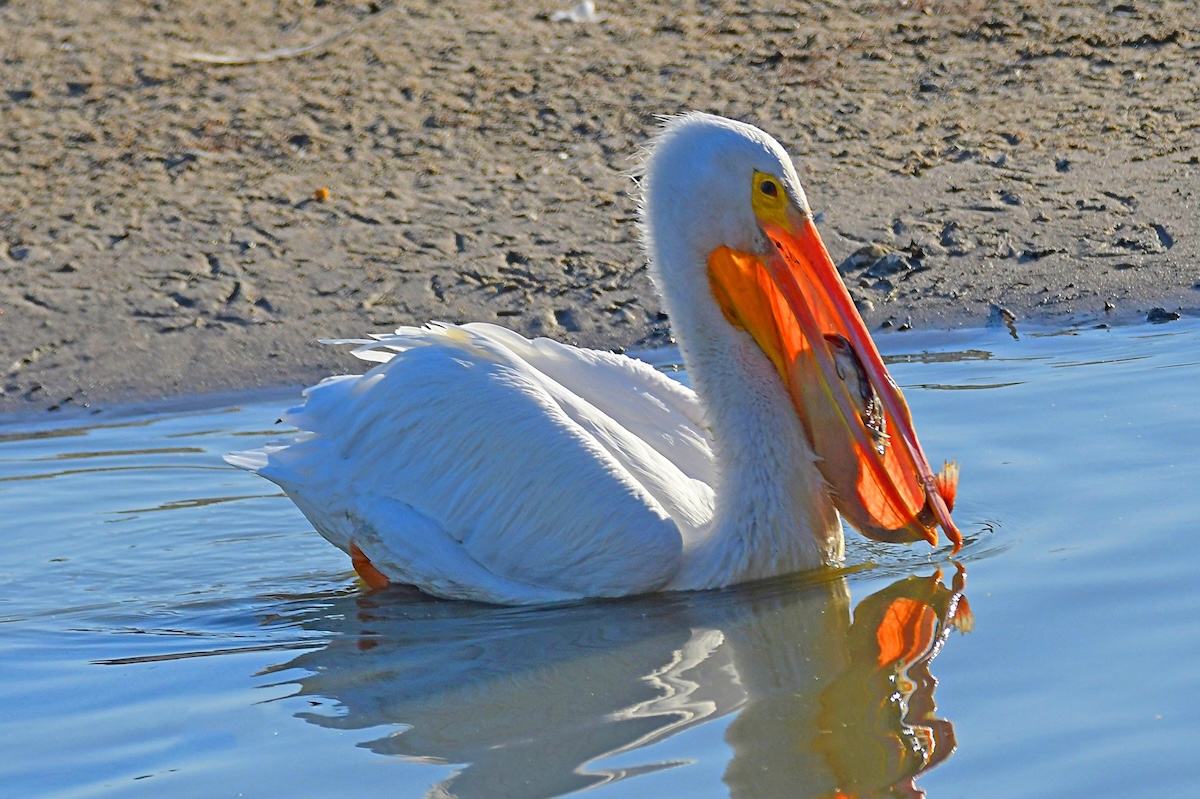 White pelican scooping up fish from retention pond in The Villages
